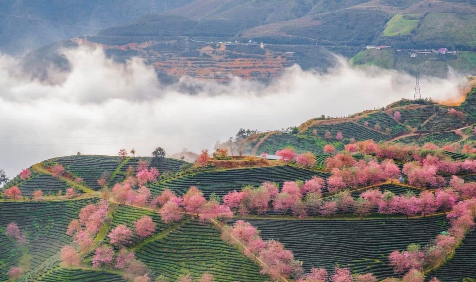SAPA